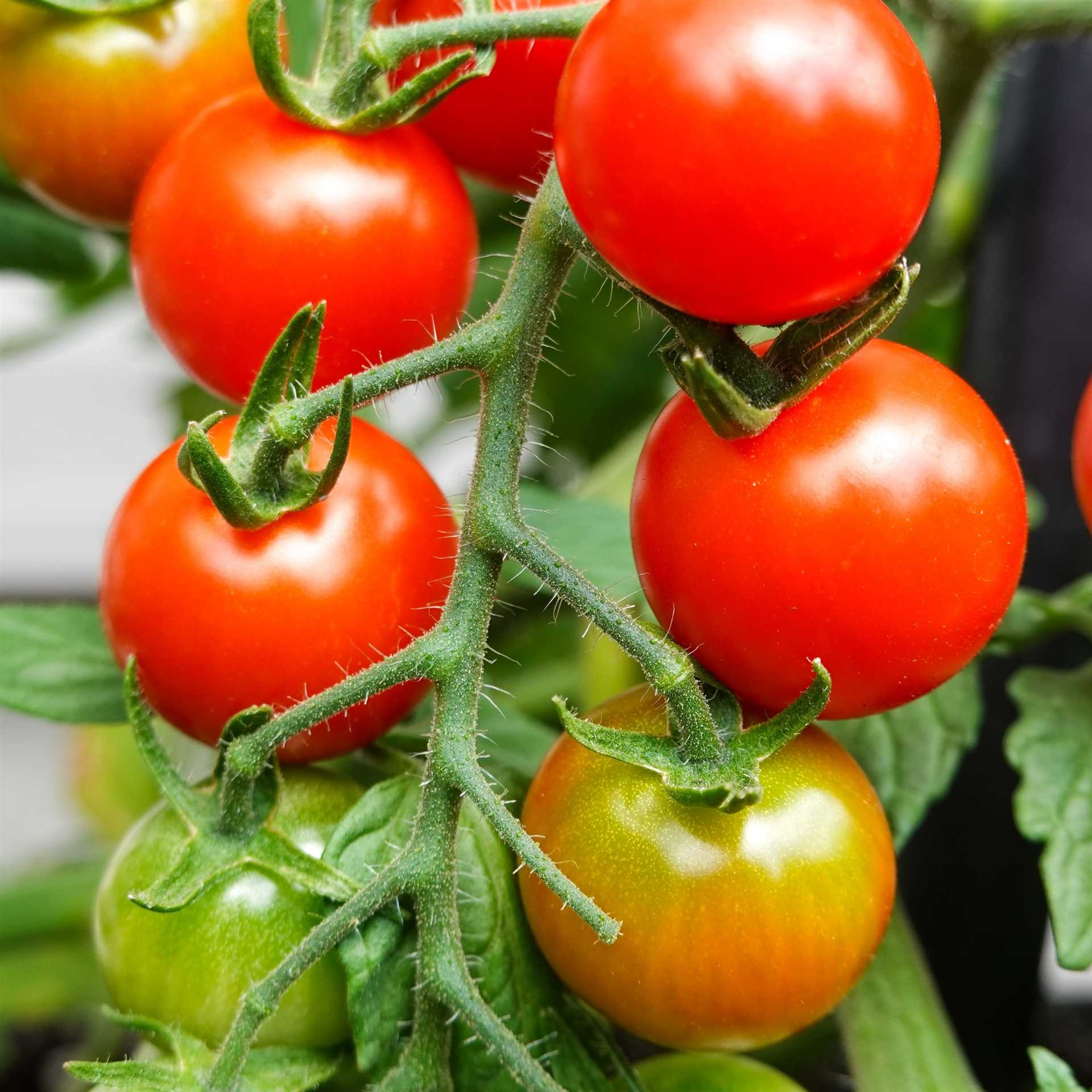 Преимущества листовой подкормки томатов: