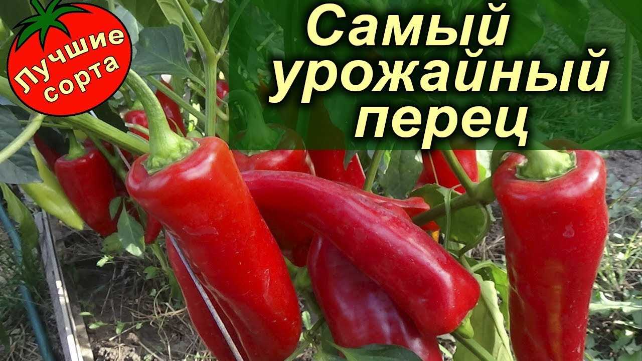 Самые вкусные и популярные сорта болгарского перца