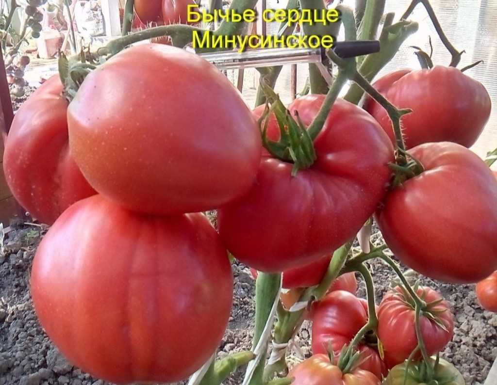 Сорта помидоров для свежего употребления