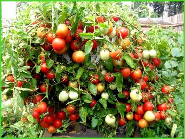 Устойчивые к болезням сорта помидоров