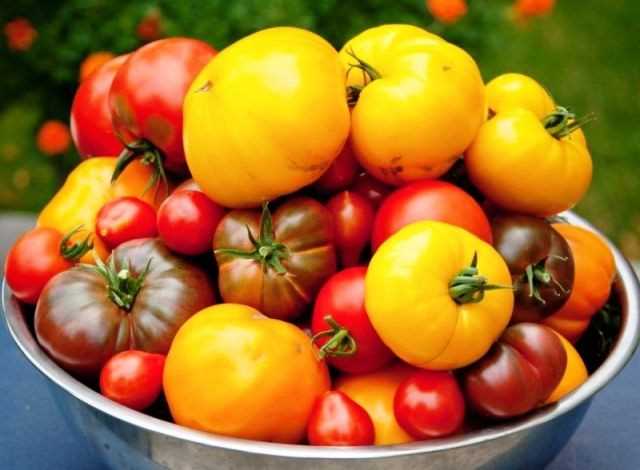 Что нужно знать о лучшем низкорослом сорте томата?