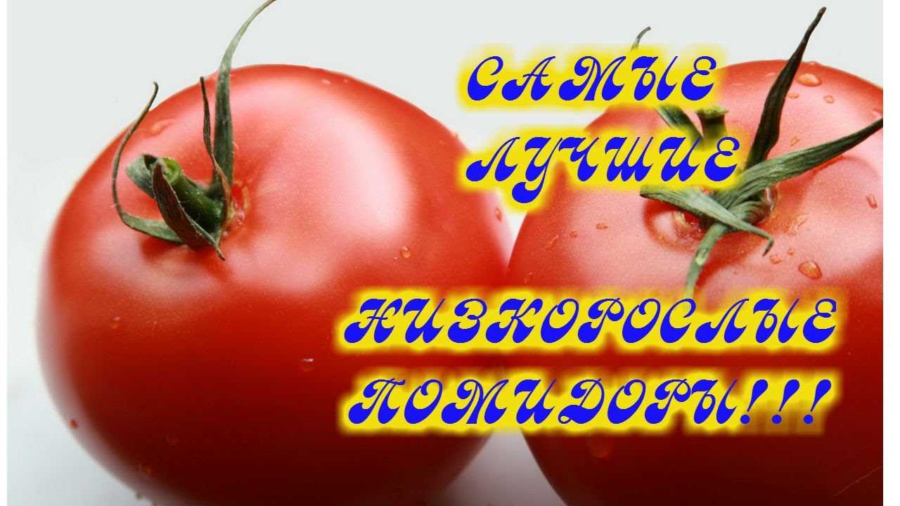 Где можно купить семена лучшего низкорослого сорта томата?