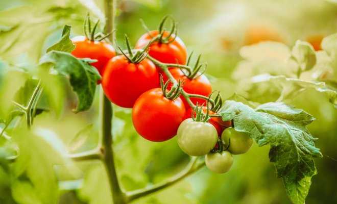 Лучший низкорослый сорт томата – яркий вкус и повышенная урожайность!