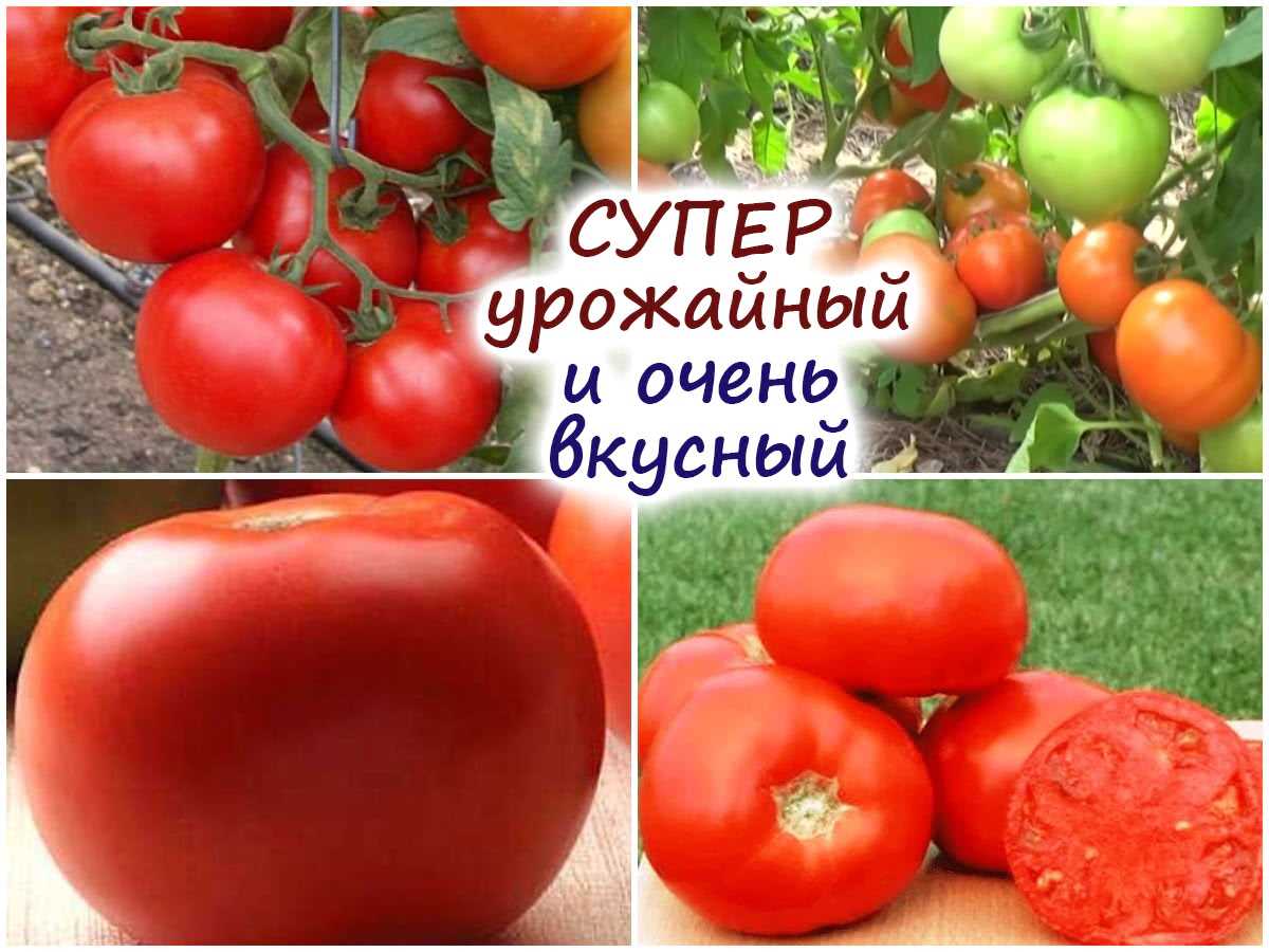 Как правильно собирать и хранить плоды лучшего низкорослого сорта томата?