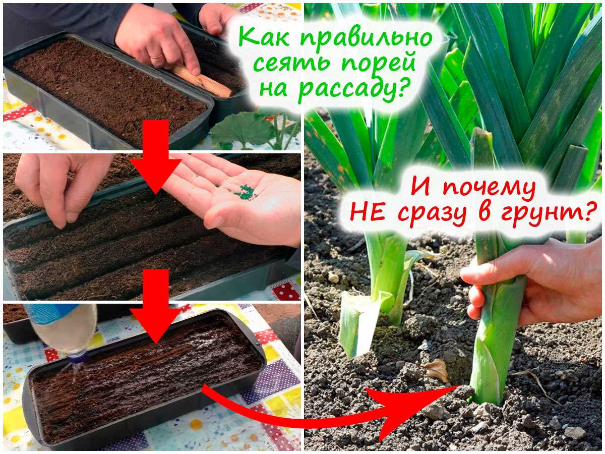 Лук из семян: от посева до уборки – советы опытного огородника