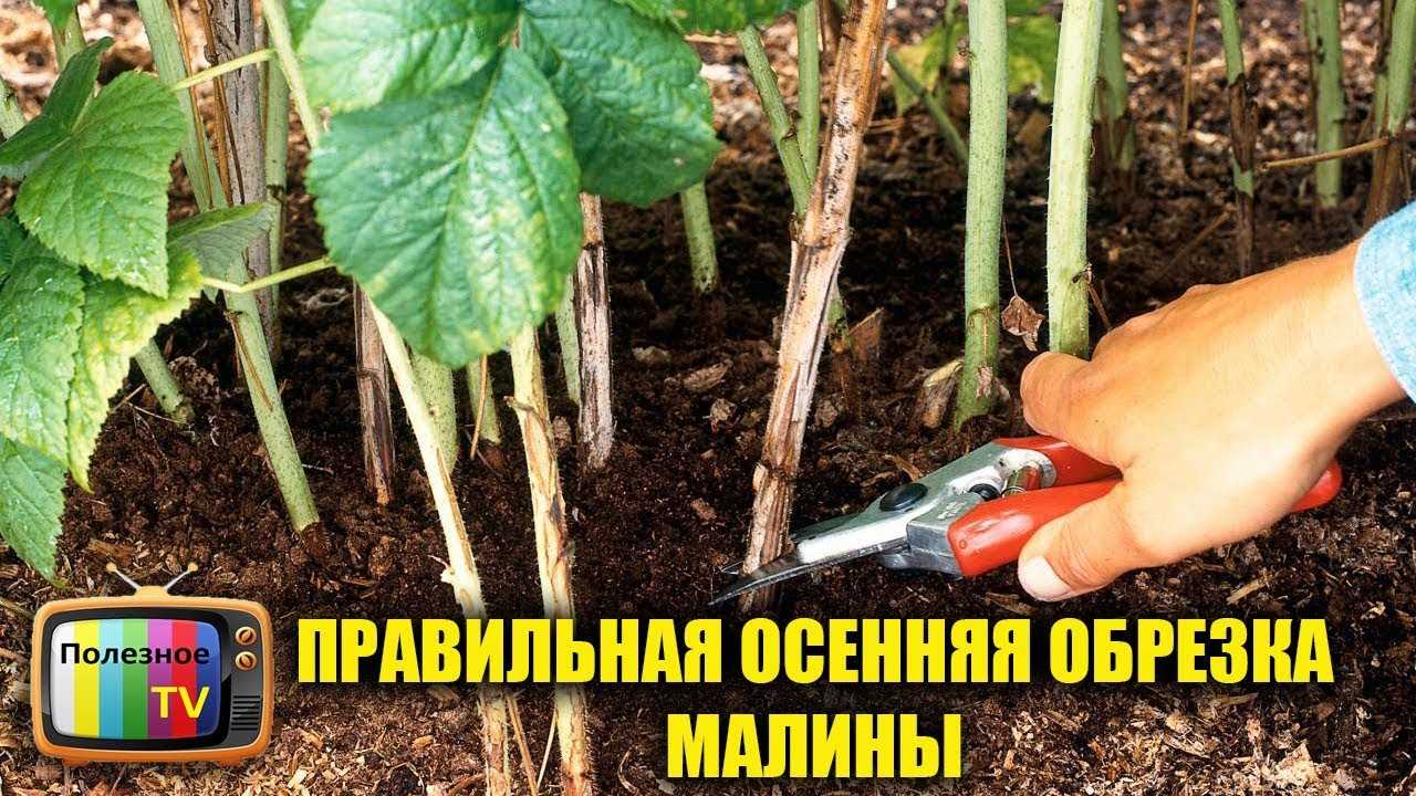 Осенняя посадка малины