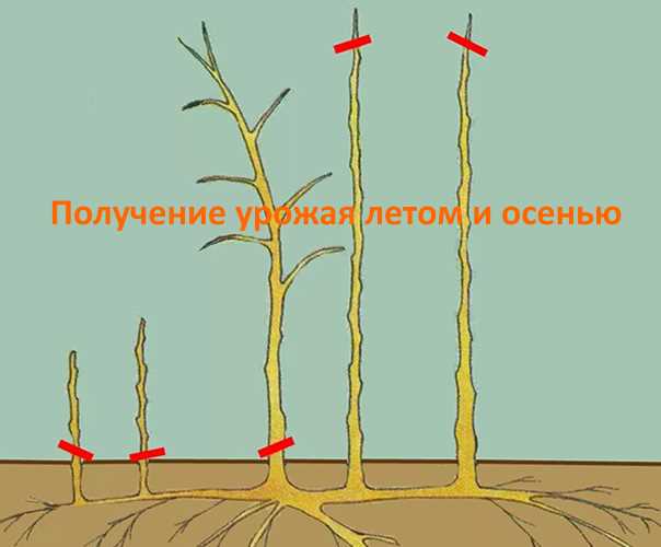 Обрезка малины в осенний период: основные правила