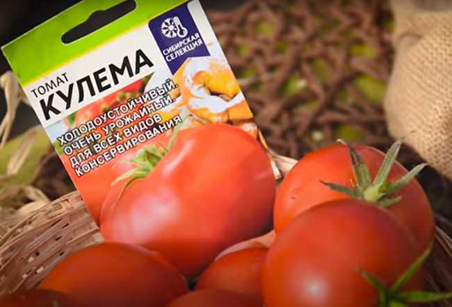 Малоуходный сорт томата – растет вообще без ухода и хорошо плодоносит!