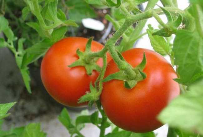 Как правильно посадить эти томаты