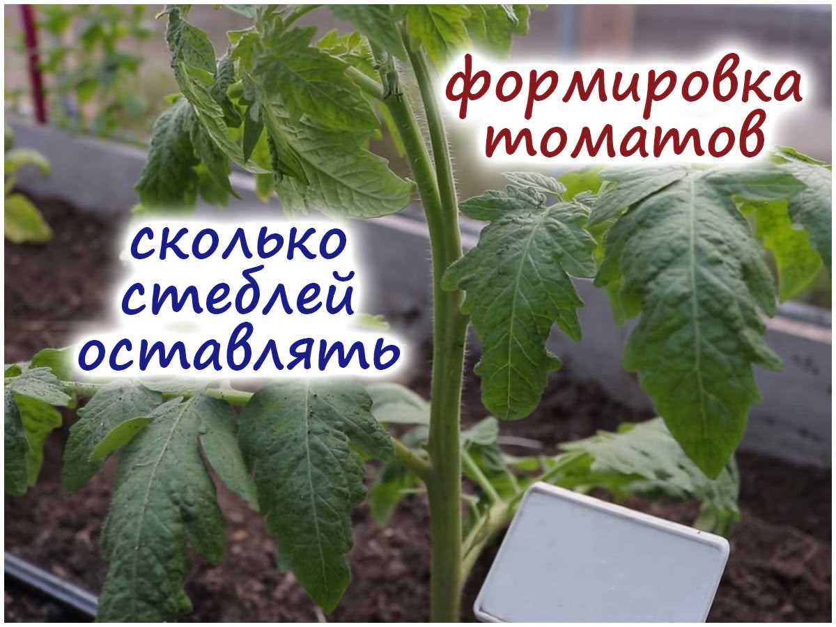 Регулярное поливание