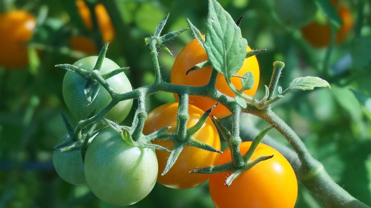 Витамины и минералы в питании томатов