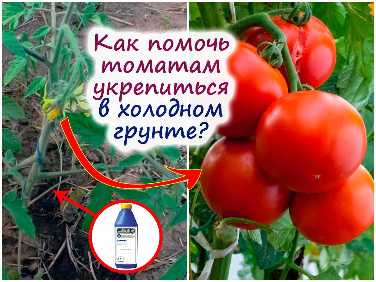Минеральное питание для томатов – вред или польза?