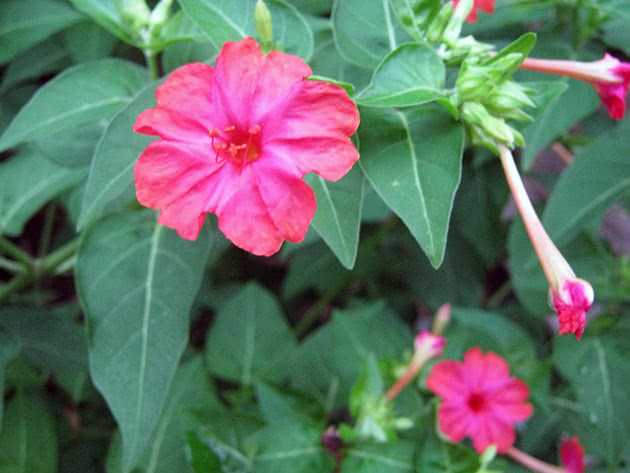 Мирабилис – удивительное растение