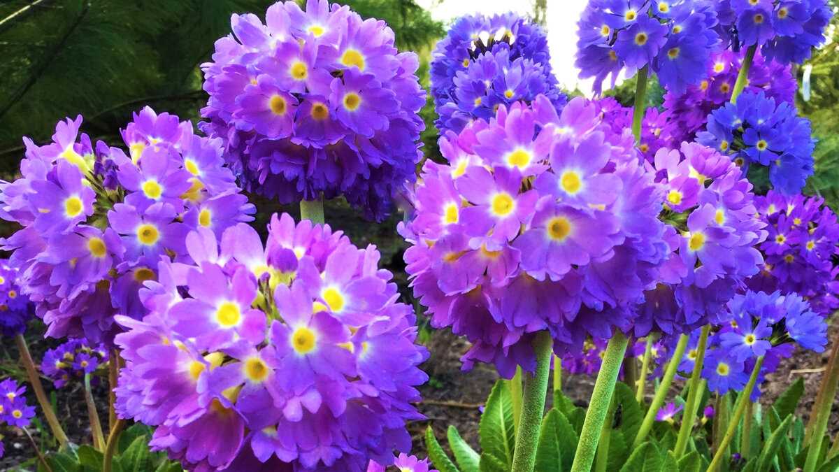 Лилии: роскошные и ароматные цветы
