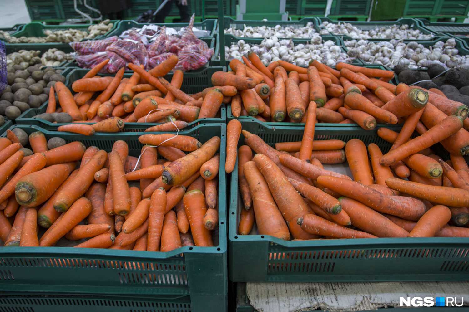 Выбор сортов моркови для проращивания в песке