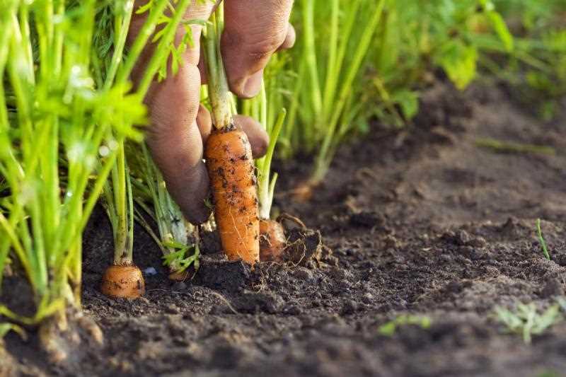 Проращивание моркови в песке на открытом грунте