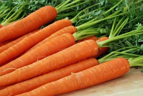 Морковь: как прорастить семена в песке