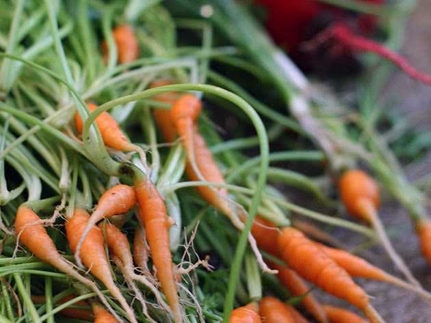 Важные моменты при использовании морковного семени в октябре