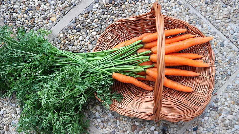Профилактика и борьба с болезнями моркови в октябре