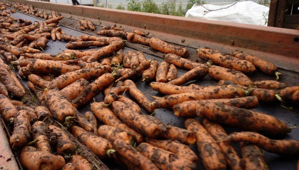 Расстояние между рядами при посадке моркови в октябре