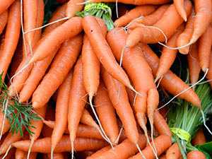 Морковь “рогатая” и горькая – почему так происходит и как этого не допустить?