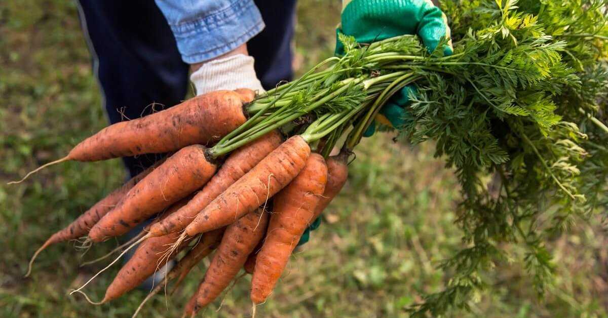 Вредители моркови