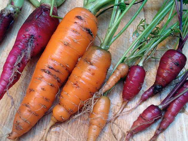 Мифы и заблуждения о моркови