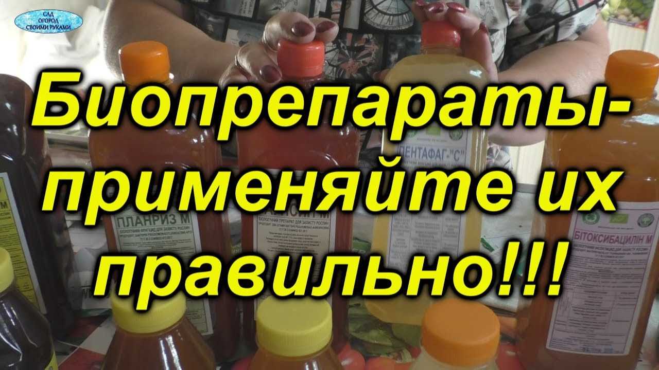 Регулярно обрабатывайте почву и удобряйте растения