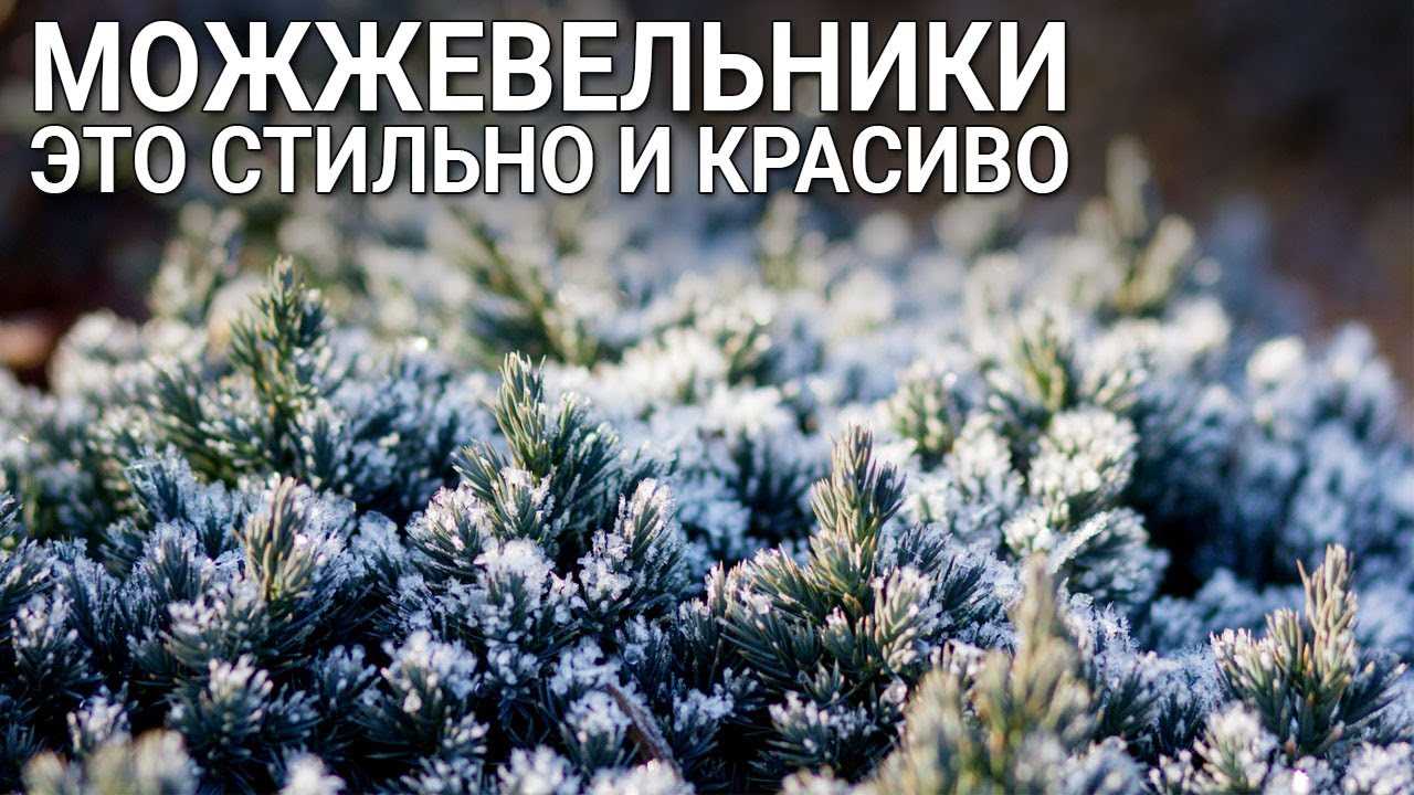 Сибирский можжевельник - морозостойкий и устойчивый