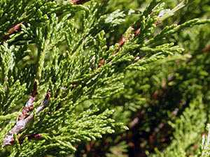 1. Можжевельник китайский (Juniperus chinensis)