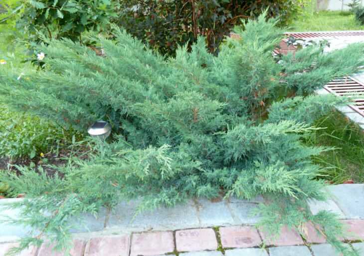 3. Можжевельник кипарисовый (Juniperus scopulorum)