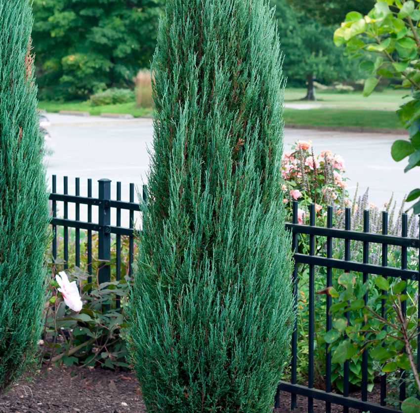 2. Можжевельник обыкновенный (Juniperus communis)