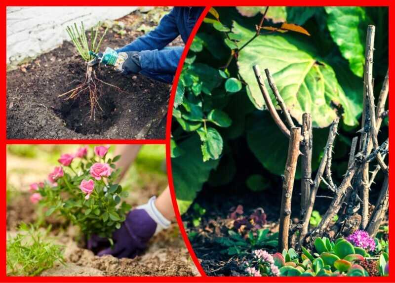 Подготовка почвы для осенней посадки роз: выбор идеальных добавок