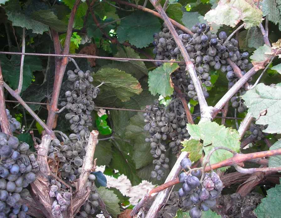 Влияние погодных условий на эффективность защиты винограда коллоидной серой