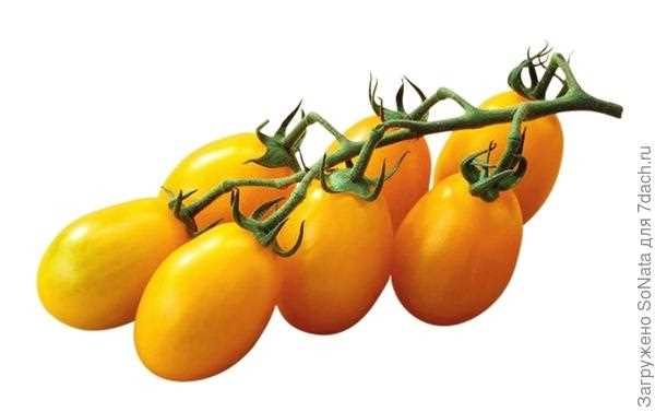 Наиболее устойчивые к фитофторе томаты – 6 сортов и гибридов, проверенных временем!