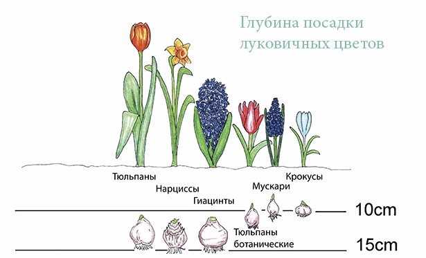 Подготовка луковиц нарциссов к посадке