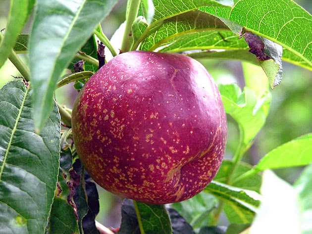Урожай и сбор нектарина: когда созревают плоды