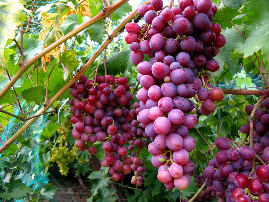 Влияние правильной обрезки на рост и плодоношение винограда