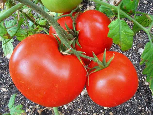 Преимущества озимых томатов