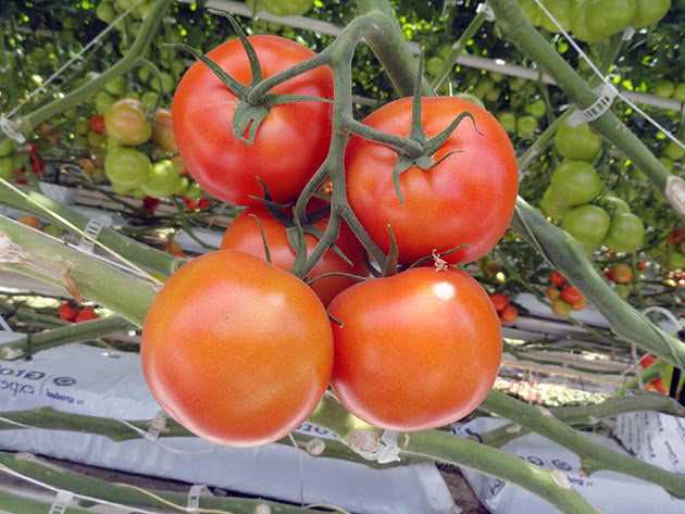 Озимые томаты: новый тренд в выращивании