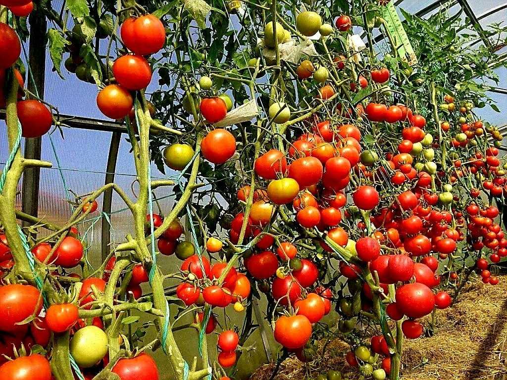 Необычный способ выращивания целых помидоров