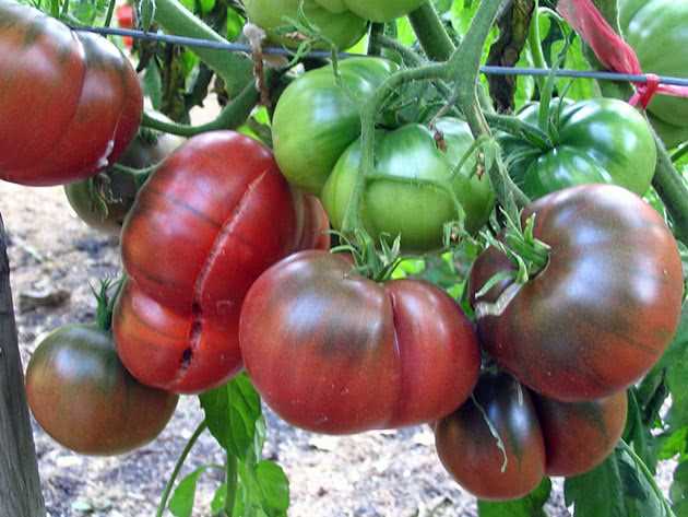 Недостатки озимых томатов