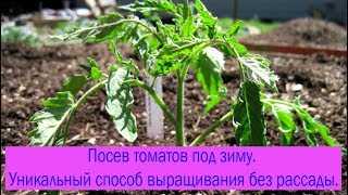Плюсы и минусы выращивания озимых томатов