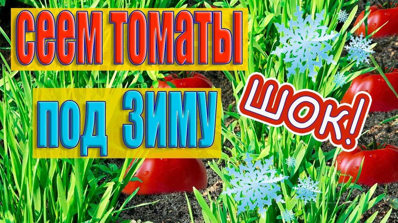 Плюсы выращивания озимых томатов: