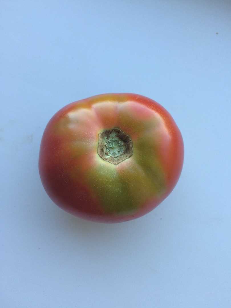 Основные причины неравномерной окраски томатов: