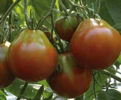 Неравномерная окраска созревающих томатов – ДВЕ основные причины проблемы и как их исправить?