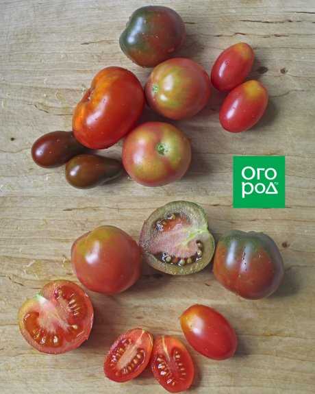 Причины неравномерной окраски томатов