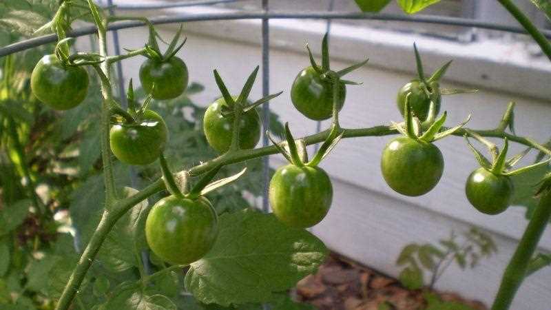 Способы решения проблемы неравномерной окраски созревающих томатов