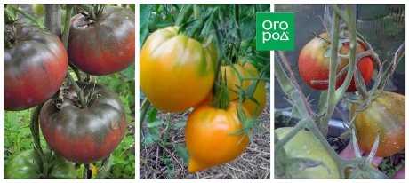 Использование неподходящего сорта томатов