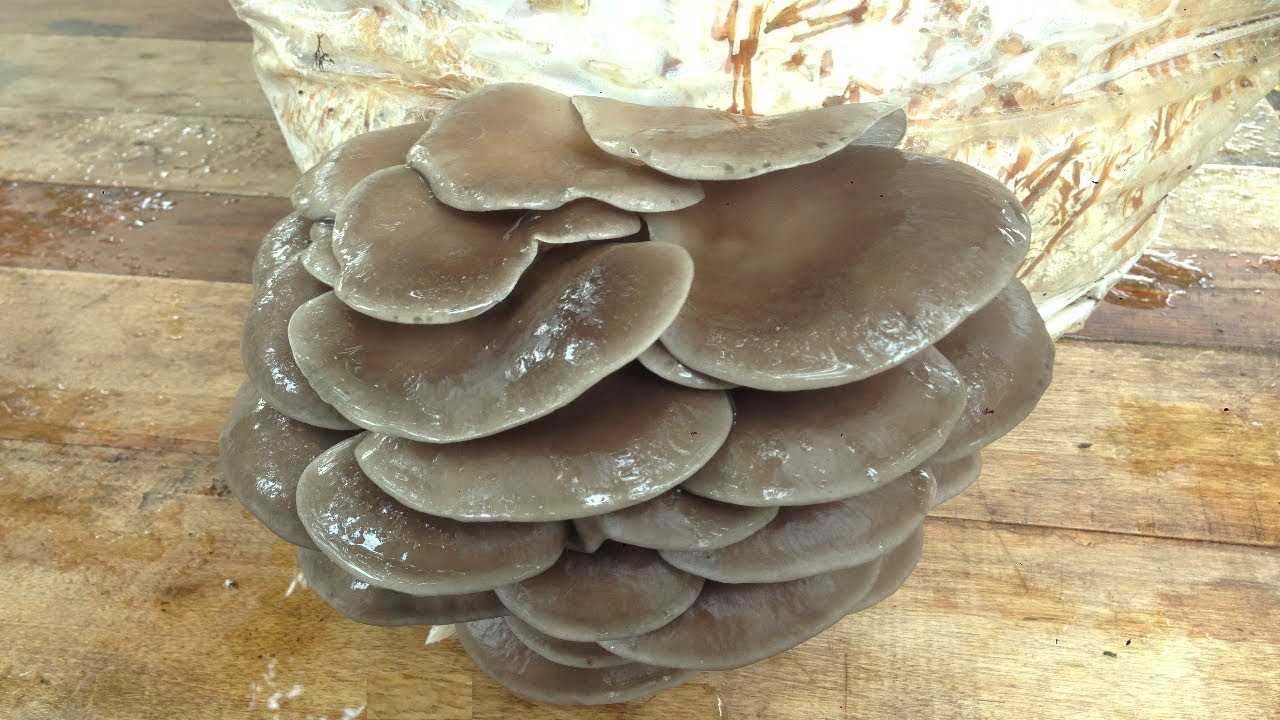 Удобное использование грибов
